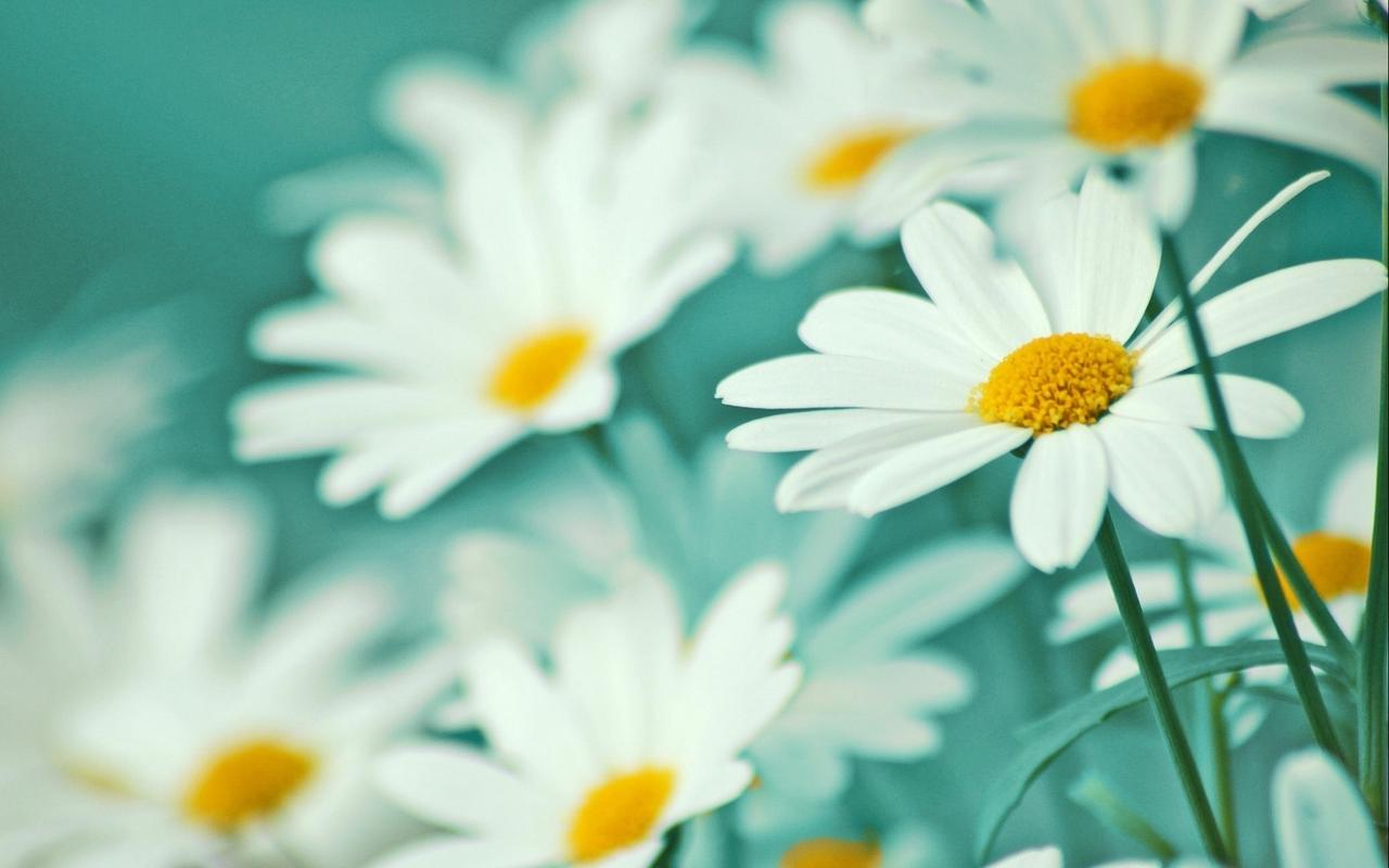 小清新纯洁白色花卉图片电脑壁纸高清大图预览1920x1200_植物壁纸下载