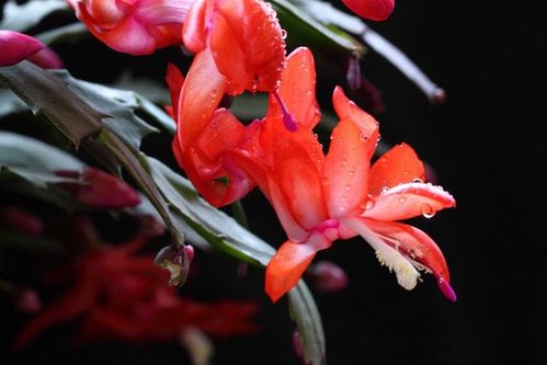 巴西国花——毛蟹爪兰