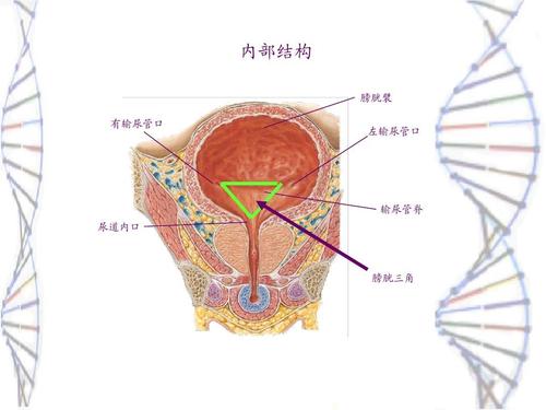 解剖ppt 内部结构 膀胱襞 有输尿管口 左输尿管口 输尿管脊 尿道内口