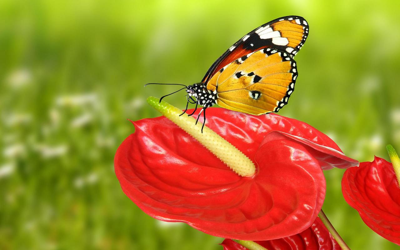 蝴蝶和花唯美自然摄影图片桌面壁纸