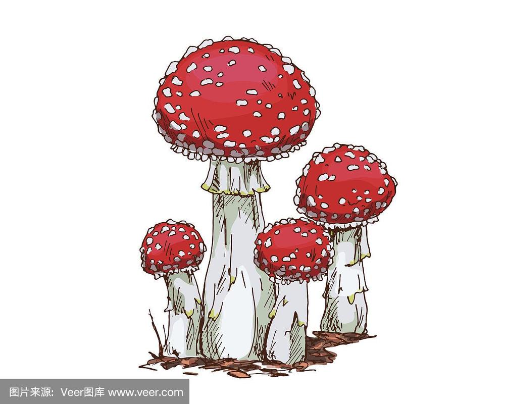 绘画插图,矢量,蘑菇,毒蝇菇,分离着色