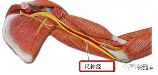 正中神经/桡神经/尺神经与肌肉