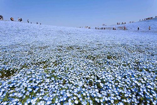 这片童话般的蓝色花海并不是虚拟的艺术作品,它真实地存在于日本日立