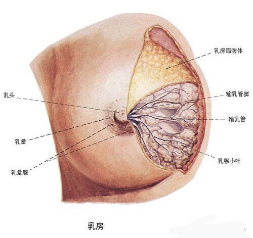 正常乳房的生理结构