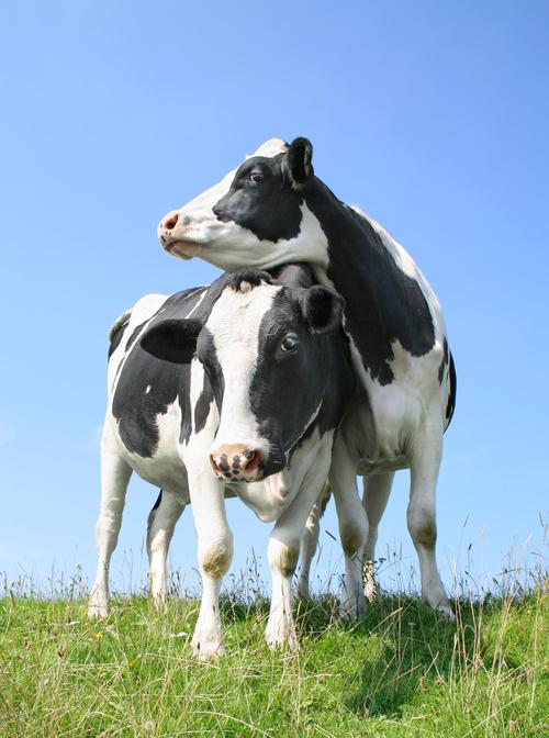 站在草海堤上的两个牛