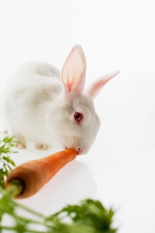 小白兔吃红萝卜