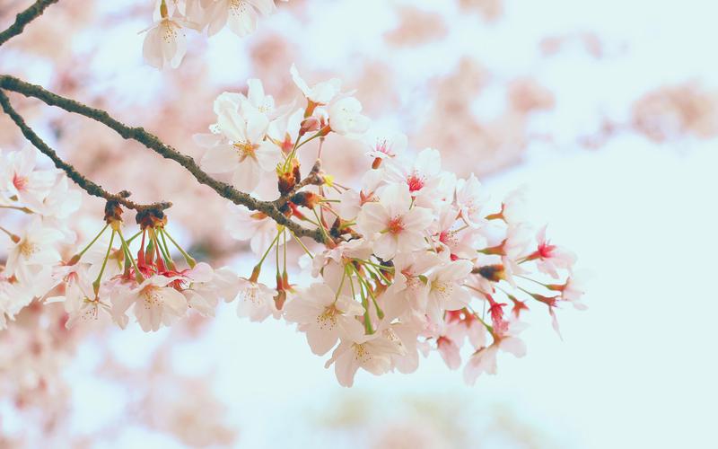 樱花季唯美绽放的樱花风景图片桌面壁纸