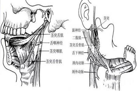 有哪些临床表现|北京|手术治疗|流涎|耳鸣|医院|茎突综合征|乳突|动脉