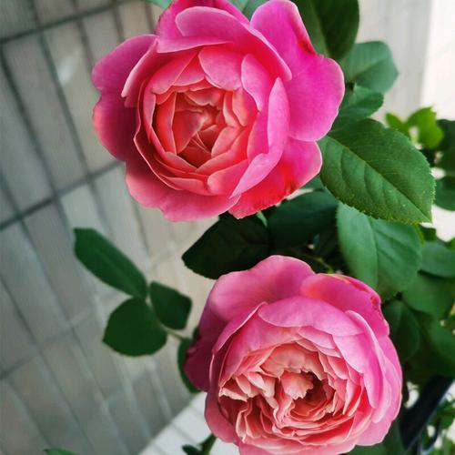 纽曼姐妹月季又名以马内利修女直立灌木大花浓香盆栽玫瑰花卉 中大苗