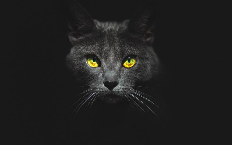 壁纸 黑猫,脸,黄眼睛,黑暗 3840x2160 uhd 4k 高清壁纸, 图片, 照片