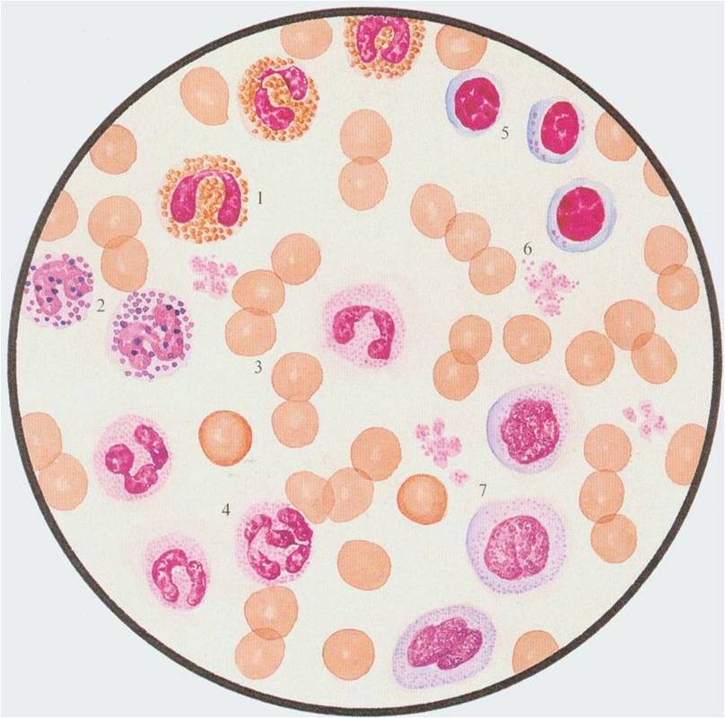 (3)成熟红细胞:无细胞核和线粒体,细胞能量来源于无氧酵解和磷酸戊糖
