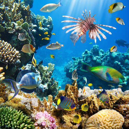 图片大全 海洋世界 海底如梦如幻的美丽珊瑚图片 > 海底如梦如幻的