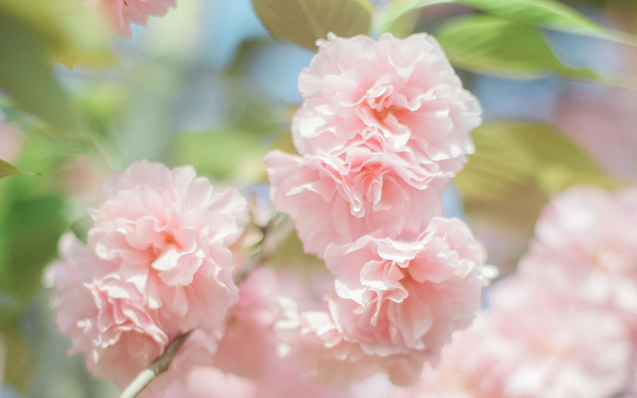 春季樱花唯美高清电脑桌面壁纸图片