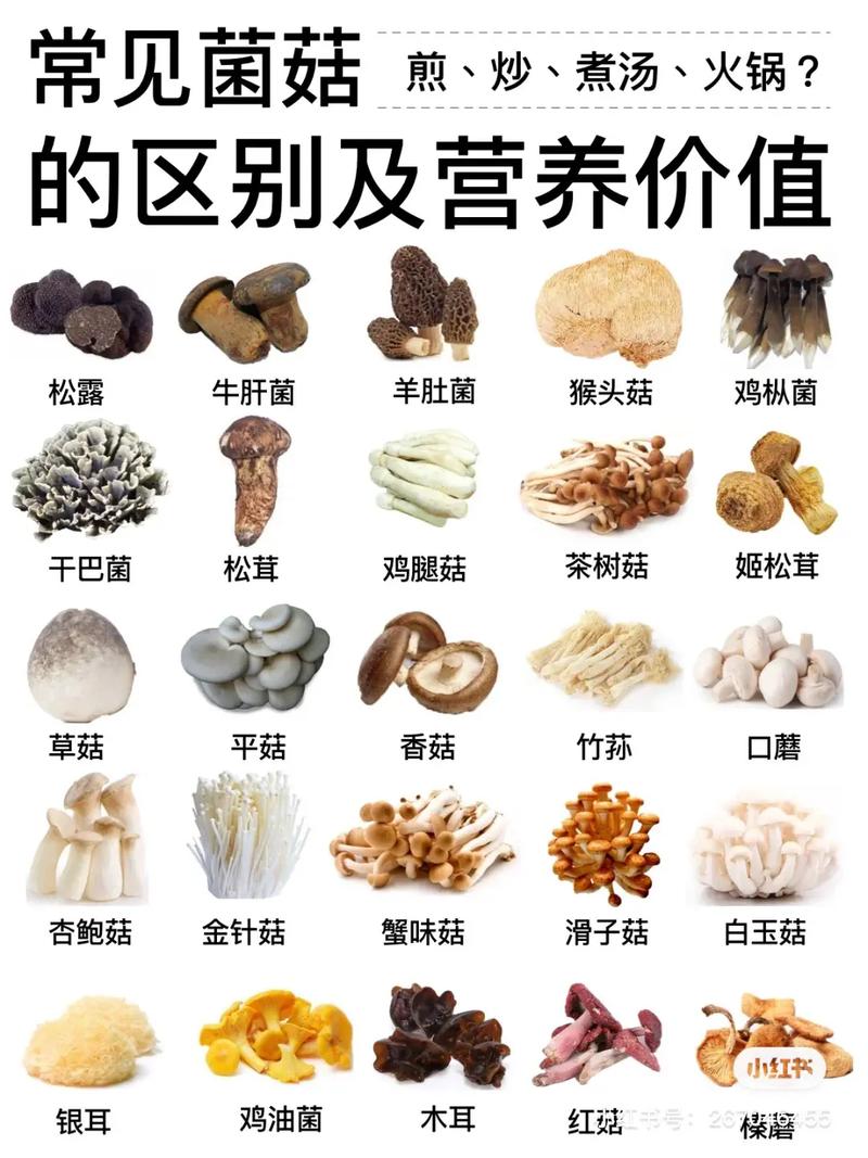 菌菇说明书】常见菌菇类区别营养价值及做法 关于菌菇种类区别, - 抖