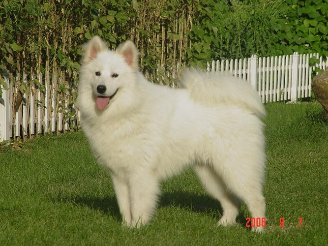 白色的大型狗狗是什么品种?