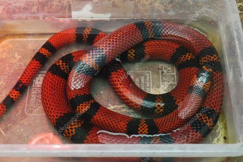名称:一条长红蛇, 宽黑条躺在一个小玻璃水族馆