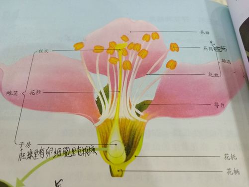 观察花的基本结构