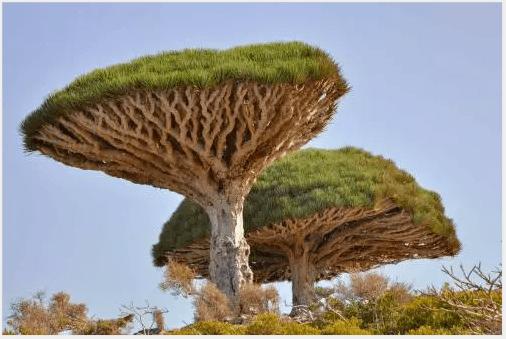 震撼世界上最千奇百怪的树最后一棵惊艳了千年
