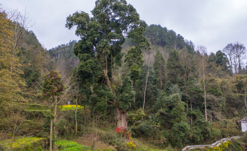 给10个亿都不卖贵州大山发现世界楠木王树龄超过2000年
