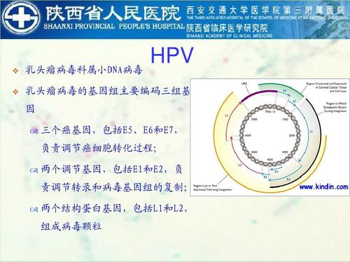 医学 hpv的检测及其临床应用ppt 乳头瘤病毒科属小dna病毒 hpv 乳头瘤