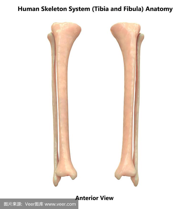 人体骨骼系统胫腓骨解剖学(前视图)