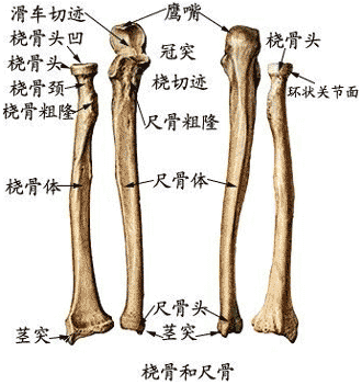 2)桡骨:主要结构有