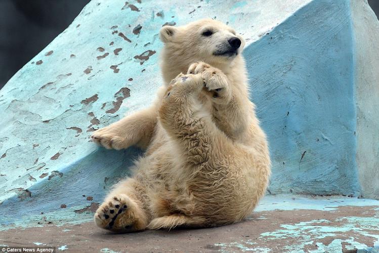 萌熊做瑜伽–俄国动物园4月龄幼熊做伸展运动–发现有人看着羞答答遮
