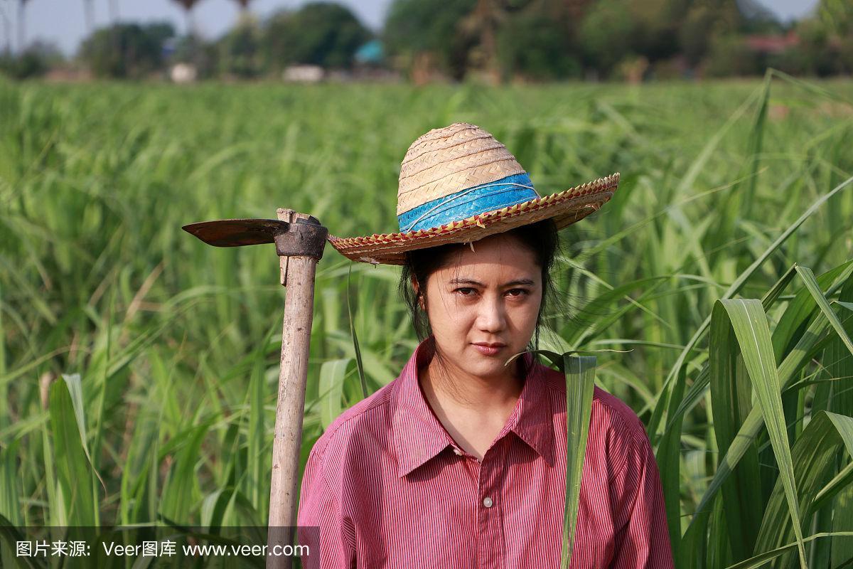 农妇手拿锄头,戴着草帽在甘蔗地里干活.