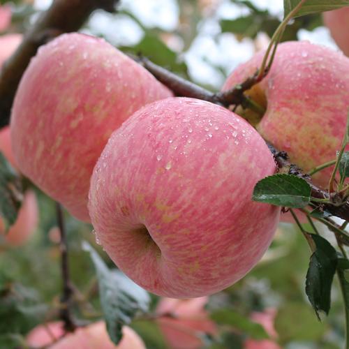 沂源红苹果大果红富士优质新鲜水果脆甜淄博整箱苹果