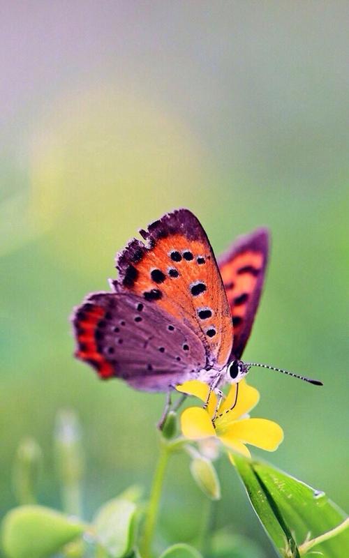 唯美绚丽的蝴蝶图片手机壁纸