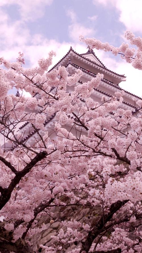 iphone6 7 樱花 平铺 壁纸 和风 摄影 高清 日本