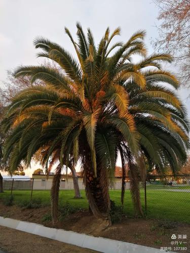 棕榈树(矮棵滴)洛杉矶惠尔顿市树种之一