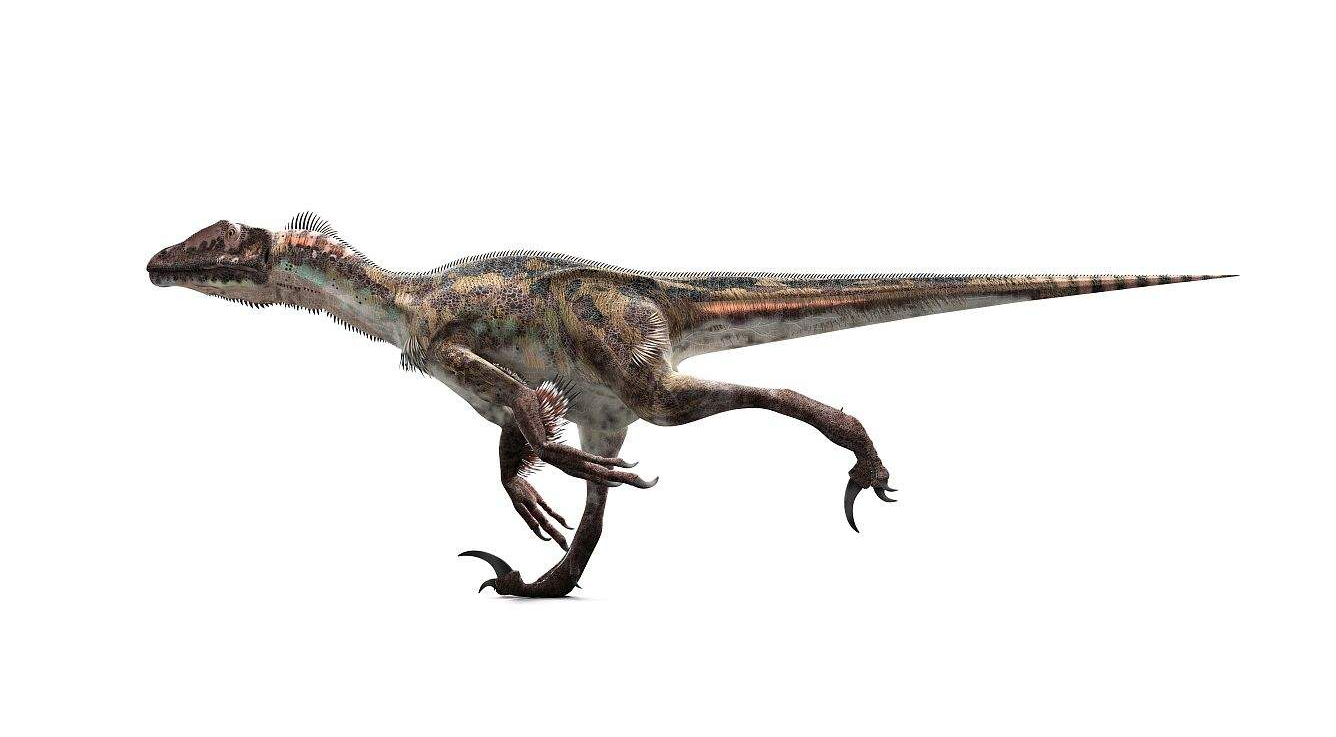 图为棘龙,亚种埃及棘龙是目前已知最大食肉恐龙,体长12到20米,体重4到