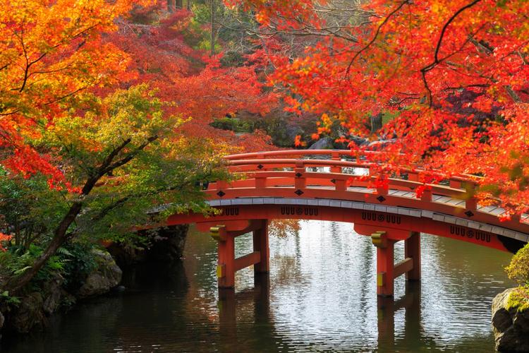 秋天树桥池塘公园日本京都风景4k图片图片