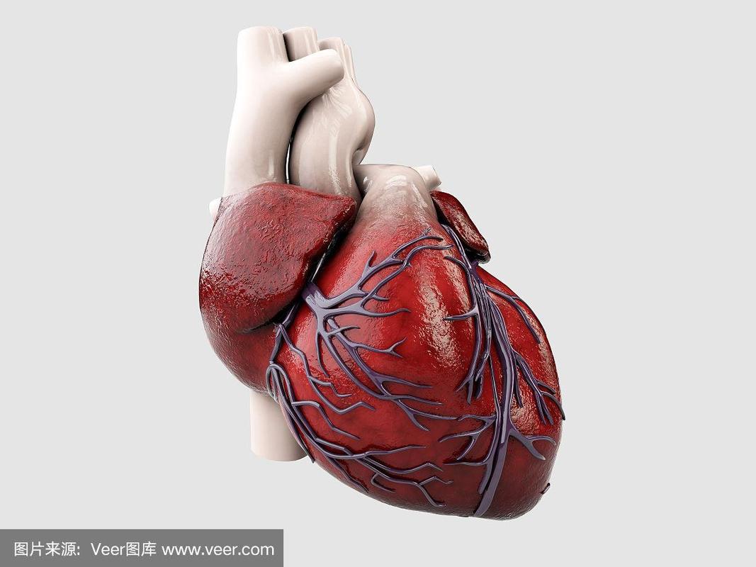 人体心脏分离的三维解剖插图灰色