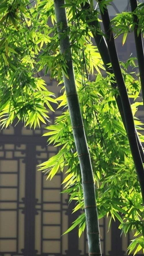 小清新,竹林,绿色植物,唯美风景,小清新,竹子,手机壁纸竹林深处
