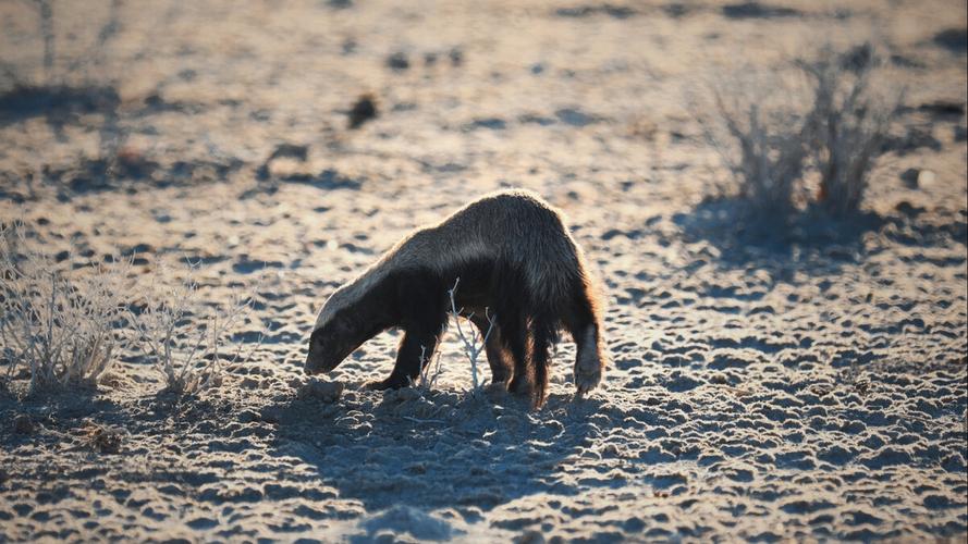 蜜獾摄于纳米比亚埃托沙