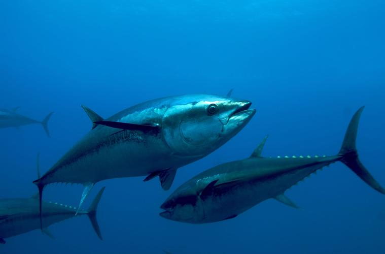 蓝鳍金枪鱼(thunnus maccoyii) - 神秘的地球 科学|自然|地理|探索