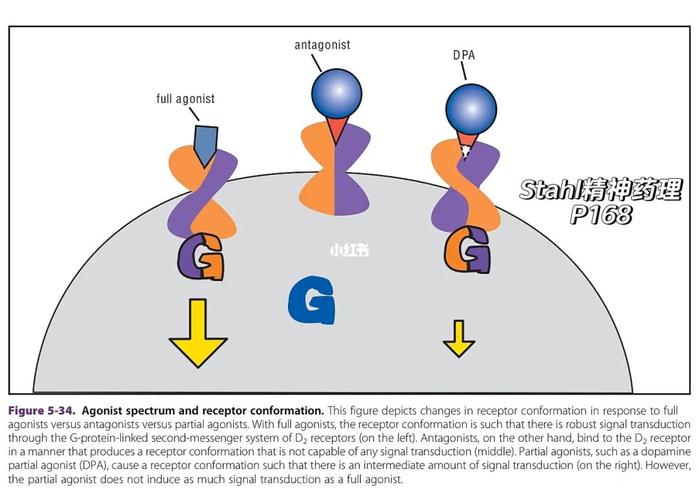 this figure depicts changes in receptor conformation in response
