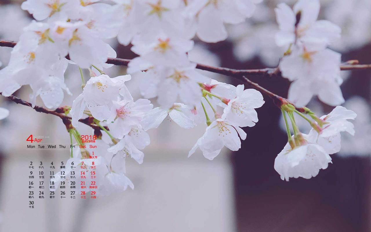2018年4月樱花唯美日历图片桌面壁纸