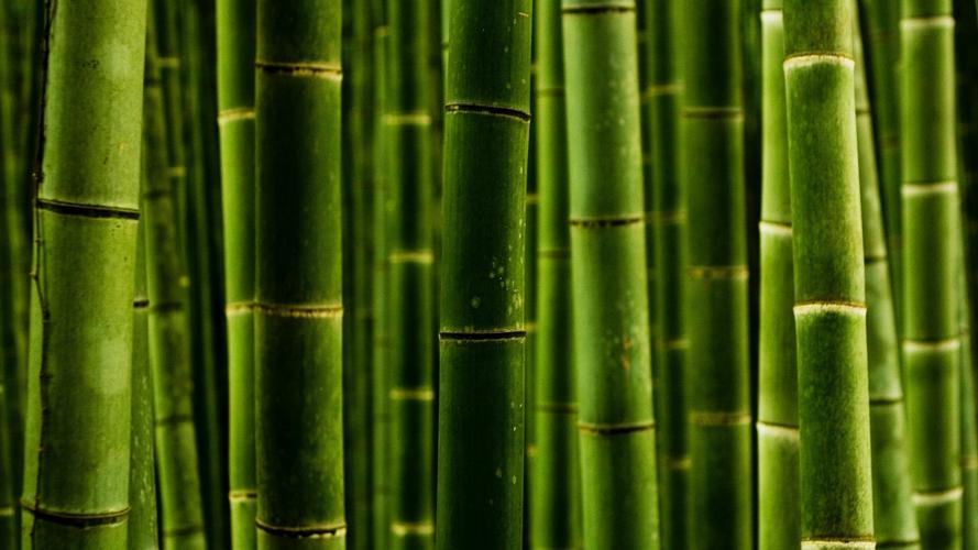 自然绿色竹子风景桌面壁纸下载