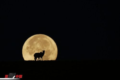 明亮月光下,两只藏羚羊在可可西里的草原上行走. 标签