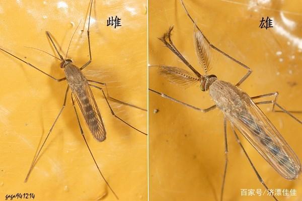 蚊子竟然也分公母,那叮咬你的是雄蚊子还是雌蚊子呢