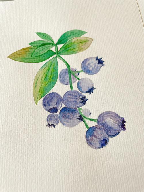 临摹蓝莓08