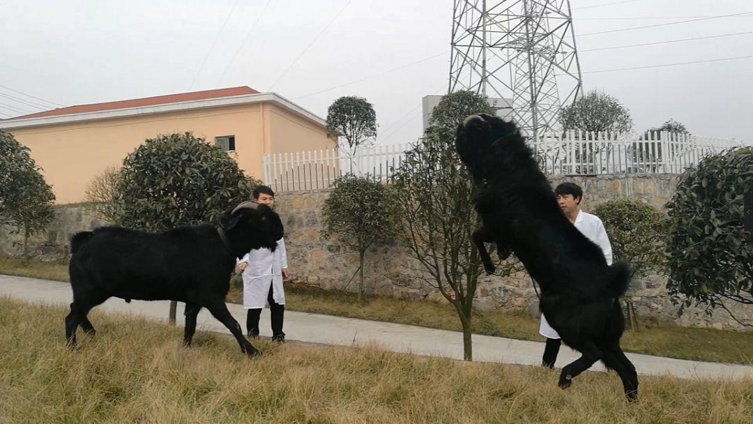 是目前世界上体型最大的肉用黑山羊品种,成年种公羊最大可以长到400斤