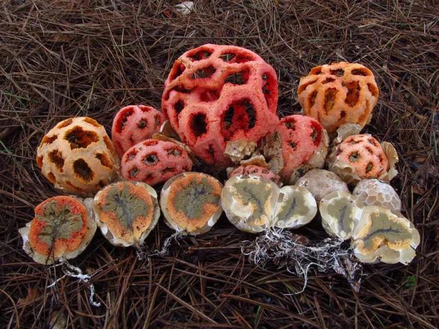 红笼头菌:标本收藏家都嫌弃的恶臭菌物