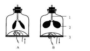 (1)这个模型中的气球代表  ,它是呼吸系统的主要器官.