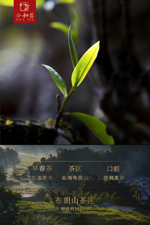合和昌普洱茶 2019年春和 勐海原生态古树茶叶 生普茶饼 357g