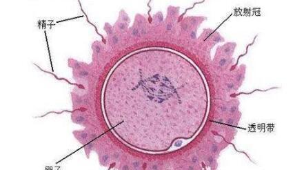 人类的卵细胞外面有叫"放射冠"和"透明带"的保护层,而精子头部有一个