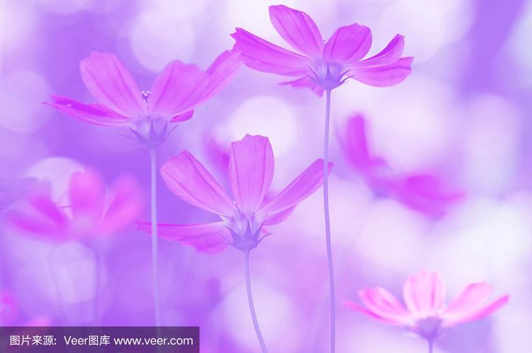 很好的背景和紫色的花.调淡紫色,选择性聚焦.